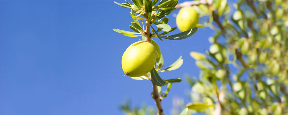 Argan Fruit