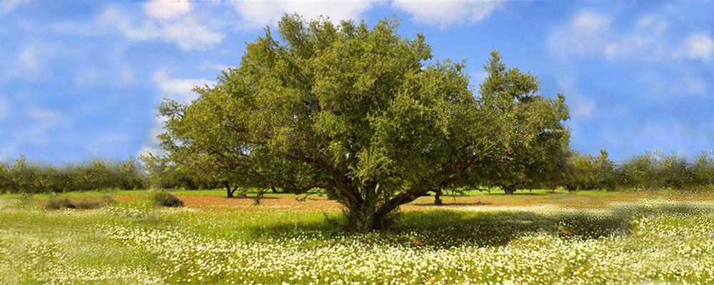 Argan Tree