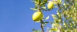 Argan Fruit