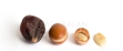 Argan Nuts
