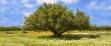 Argan Tree